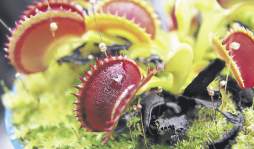 Asista bajo su propio riesgo