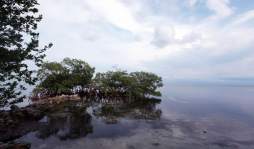 Utila, santuario caribeño del tiburón ballena