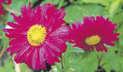 Cultivan el Edén en el patio de su hogar