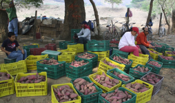 Crece la exportación de camote a Europa