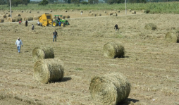 Promueven el cultivo de Bio-G para generar biomasa en Honduras