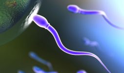 Comer nueces mejora la calidad del esperma