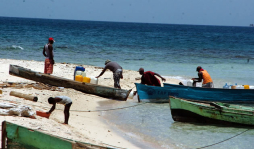 Pescadores contemplan capturar pepino de mar