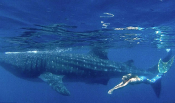 Linden Wolbert, la sirena de la vida real