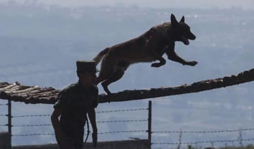 Boss, el perro policía amenazado de muerte