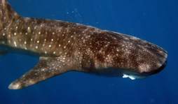 Utila, santuario caribeño del tiburón ballena