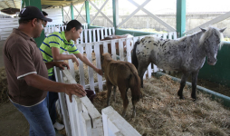 Tradicional desfile del Agas llena de color y alegría la Feria Juniana
