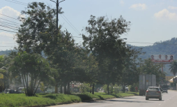 Reforestarán las medianas del bulevar de Choloma