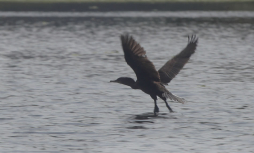 El majestuoso mundo silvestre de Cuero y salado