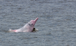Delfines rosados podrían desaparecer