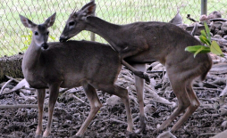Luchan para proteger la vida silvestre y fauna en El Negrito, Yoro