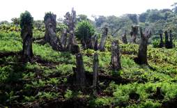 Tala y mal uso del suelo, enemigos de la cordillera El Merendón