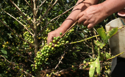 Centroamérica busca $8.1millones para combatir roya