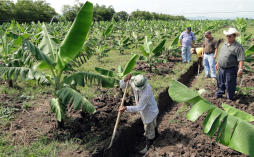 Expansión de bananera genera nuevos empleos