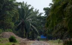 Atrincherados vigilan fincas en el Bajo Aguán