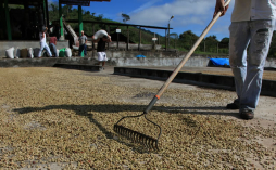 Ventas de café caen en $480 millones