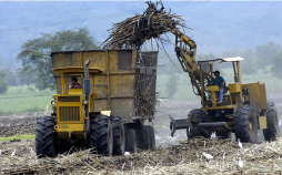 Zafra generará $100 millones