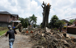 Corte de árbol causa conflicto entre vecinos