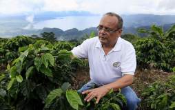 Japoneses disfrutarán café producido por hondureño