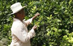 Productores blindarán naranjales para frenar destructora plaga