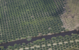 Palma africana facturó $32 millones más en 2012