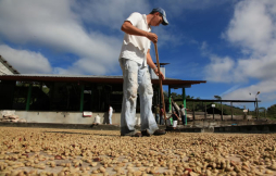 Café toca precio mínimo de los últimos tres años