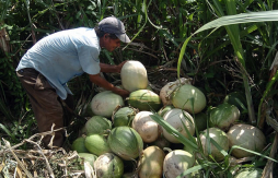 Pech exportan calabazas a EUA