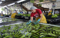 Expansión de bananera genera nuevos empleos