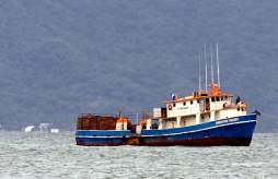 Detienen a 32 personas con 5 mil kilos de filete y aletas de tiburón en Honduras