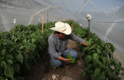 Chile dulce, cultivo exitoso que sustenta a decenas de familias en Copán Ruinas
