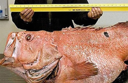 Pez monstruo en Alaska: Podría ser el más antiguo jamás capturado