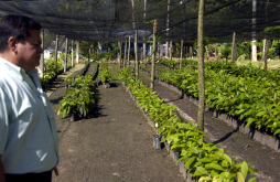 Fhia impulsa producción de cacao en municipios del Valle de Sula