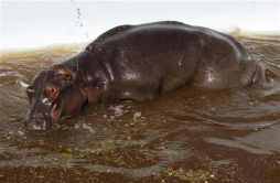 Hipopótamo muere atrapado en piscina de Sudáfrica