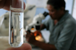 Alarma por aumento de dengue en El Progreso