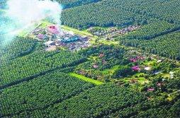 La palma africana, el nuevo diamante del agro hondureño