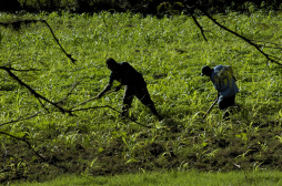 SAG repartirá paquetes agrícolas sin fertilizantes