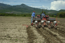 Honduras desaprovecha el 50% de sus tierras cultivables