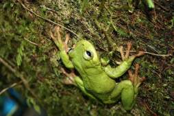41 especies sumarán a lista de peligro de extinción en Honduras
