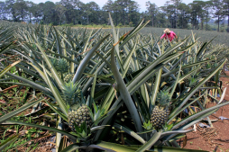 Piñeros se organizan para obtener mejores precios