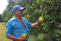 Productores de cítricos buscan mejores precios