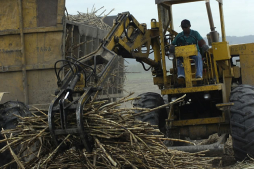 Azucareros descartan negocios con China
