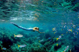 Linden Wolbert, la sirena de la vida real