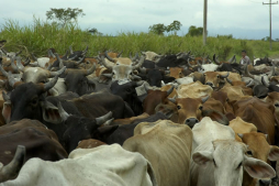 Arrecian los controles para evitar brucelosis