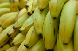 Europa bajará el arancel a banano hondureño