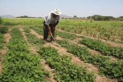 Comienza cumbre de legisladores indígenas para analizar seguridad alimentaria