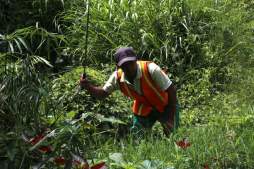 Dengue amenaza a 2 millones de catrachos