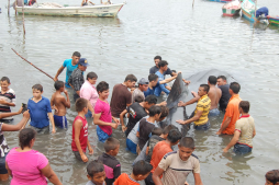 Liberan a ballena tras quedar atrapada en red de pescadores