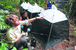 El cusuco maravilla  a científicos