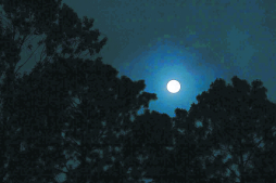 El cusuco maravilla  a científicos