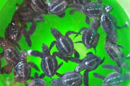 La tortuga Golfina sobrevive por un voluntariado